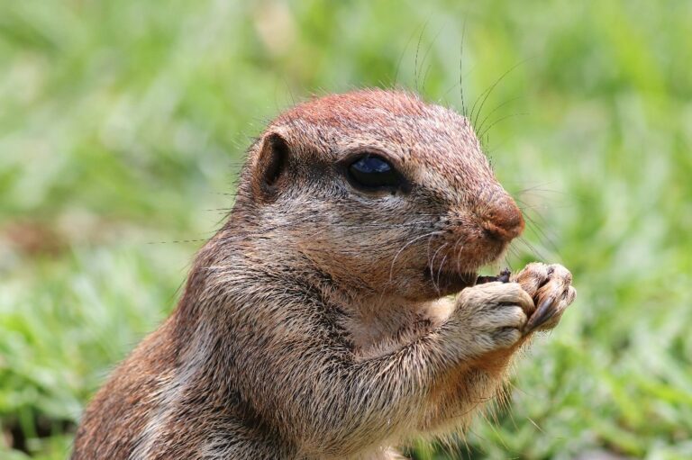 Ürge falatozás közben