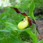 Vadon élő orchidea