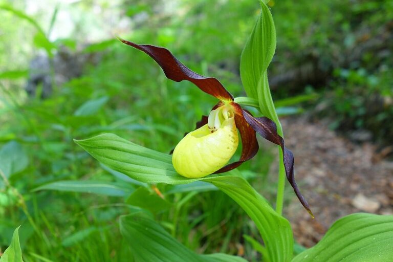 Vadon élő orchidea