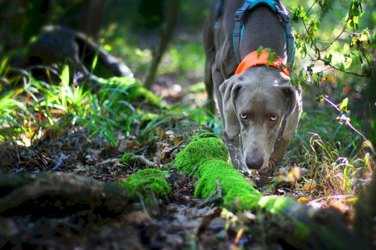 Szarvasgomba-kereső weimari vizsla