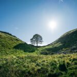Sycamore Gap juharfa