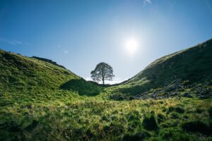 Sycamore Gap juharfa