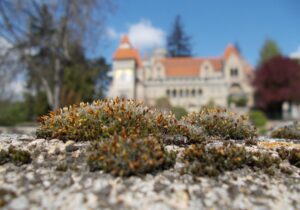 Őszi hangulat Székesfehérvár Bory-vár